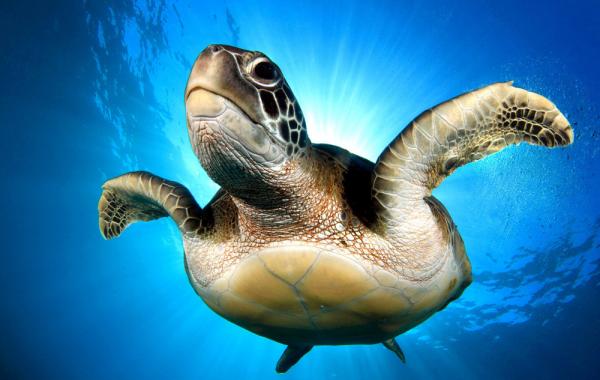 Синхронное плавание черепах, Тенерифе, Испания