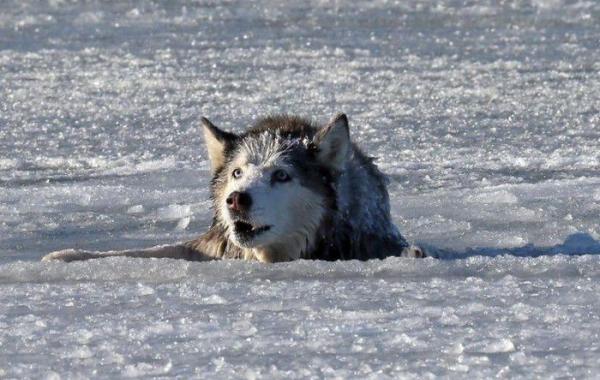 Спасение собаки Хаски по кличке Сильви провалившейся под лед