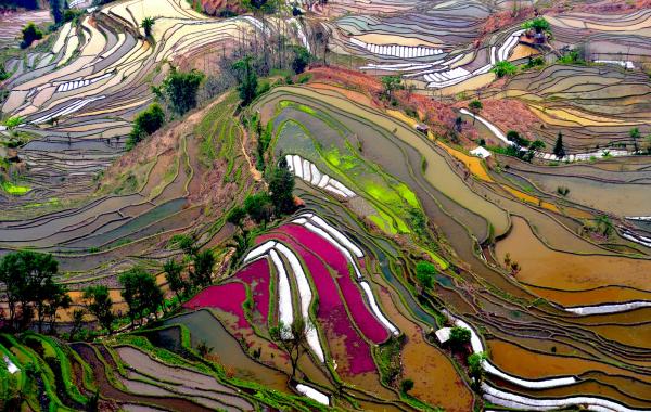 Красота и умиротворенность рисовых террас Лонгшенг