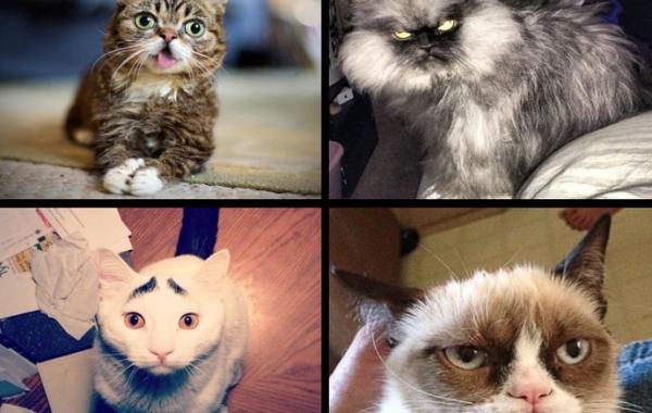 5 котов интернета известные коты 