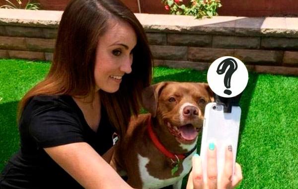 Pooch Selfie, устройство для съемки селфи с собакой, устройство для съемки с собакой