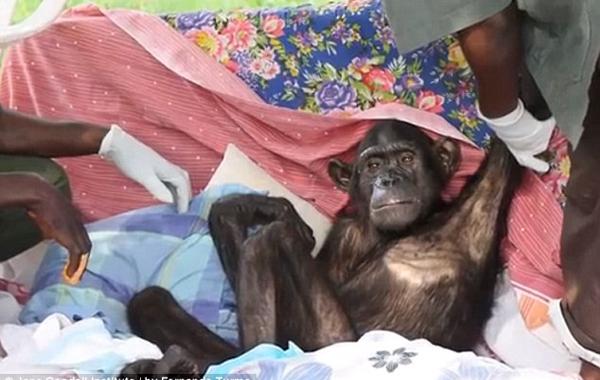 Спасение шимпанзе Wounda Вунда  Джейн Гудолл Jane Goodall