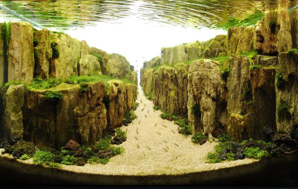 Aquascaping - невероятное искусство подводного садоводства