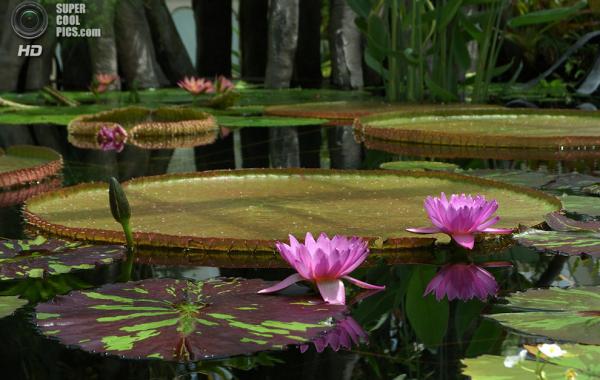 Виктория амазонская - самое большое цветковое растение на земле