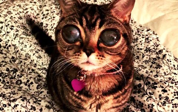 Матильда инопланетная кошка, кошка инопланетянин, кошка с глазами пришельца,alien cat matilda 
