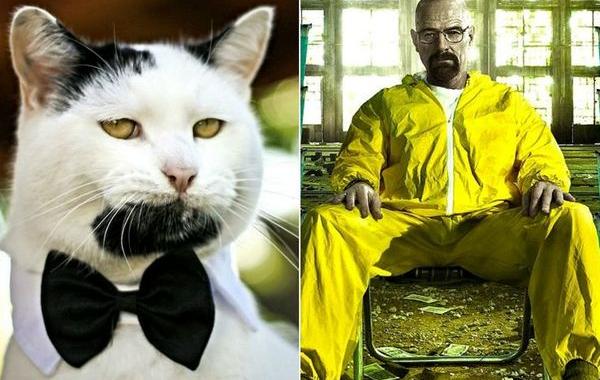 Hipster Cat, Heisenpurrg, Gary cat, кот хипстер, кот с бородкой