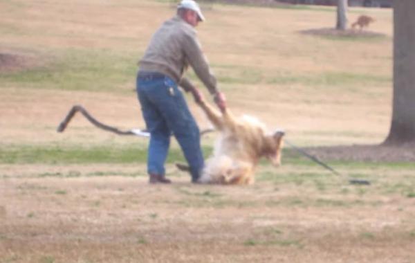 самая ленивая собака, собака отказывается покидать парк, собака устроила лежачую забастовку
