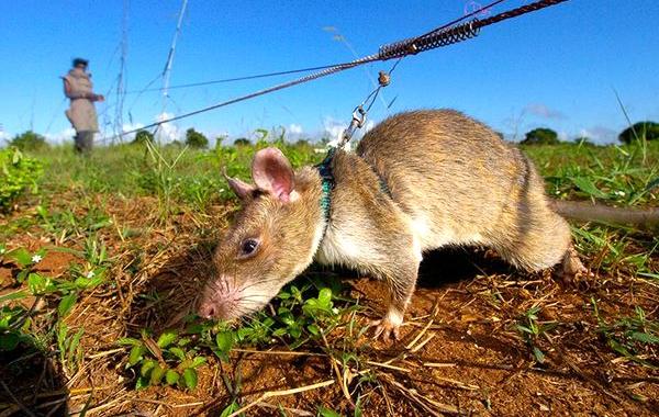 HeroRats,  крысы-сапёры, крысы миноискатели, крысы находят мины 