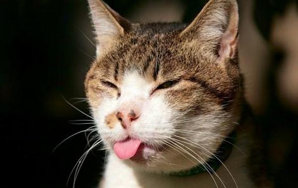 Юмор по-кошачьи