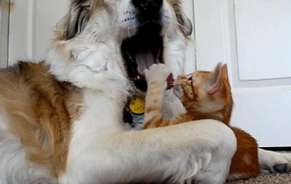 Смешные коты хулиганы, которые делают всё, что им вздумается