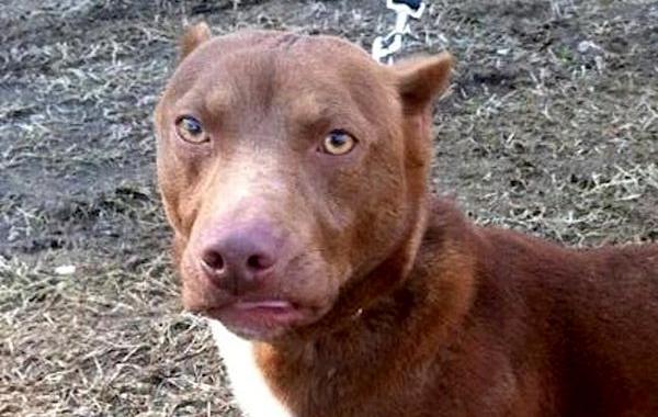 полу такса полу питбуль Рами, помесь таксы и питбуля, что получится смешать таксу и питбуля, смесь таксы с питбулем, Рами такса питбуль