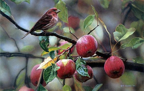 Реальная природа от художника Terry Isaac