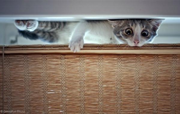 Смешные коты прячутся