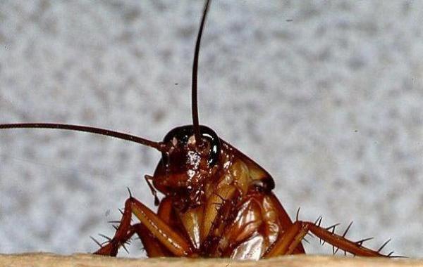 Опасные животные, могут съесть