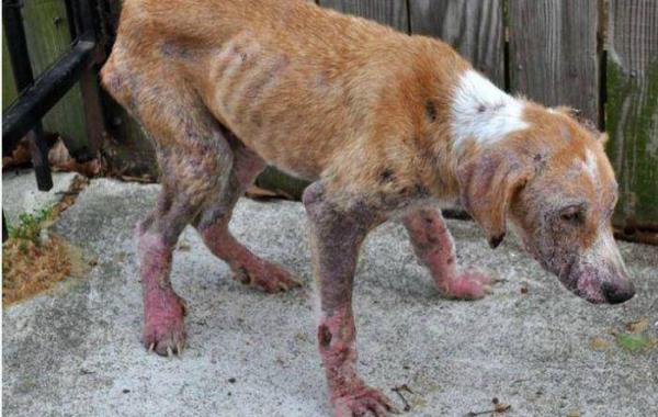 На что способна человеческая доброта