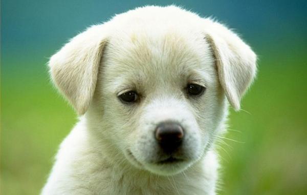 Нет грустней собачки, чем собачка тоскующая по хозяину