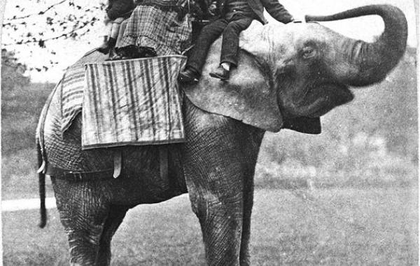 животные вошедшие в историю 