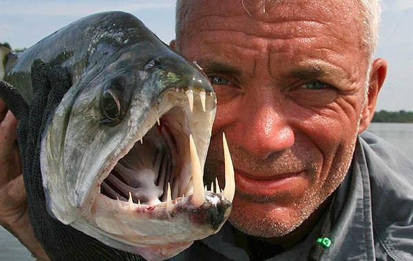 Рыбы монстры обитающие в реках