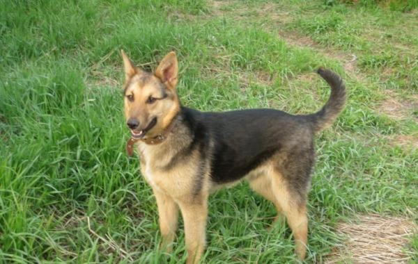 собака выкормила котят, в новосибирске собака кормила котят