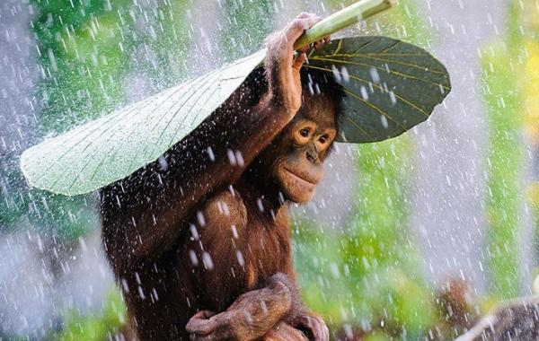 Sony World Photography Awards 2015