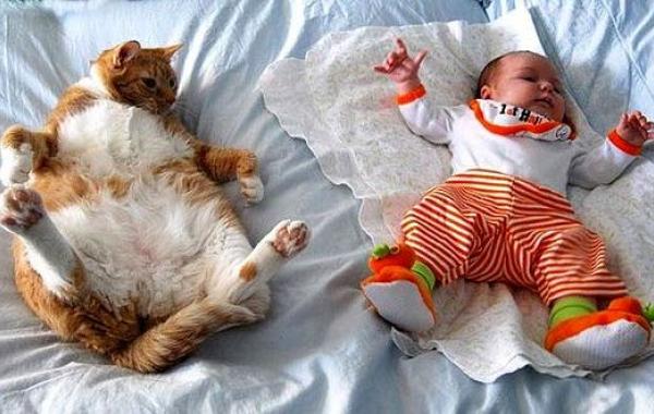 дети и коты, ребёнок и кот, kids with cats