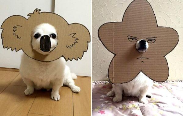 Семба, Маметаро, собака носит костюмы из картона