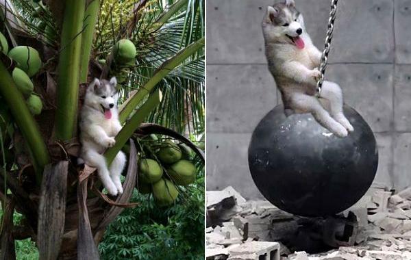 Пальмовый хаски, хаски на пальме, битва фотошоперов хаски на пальме