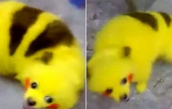 покрасил собаку под пикачу, раскрасил свою собаку Пикачу