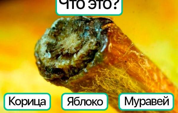 угадать эти повседневные предметы,  повседневные предметы  крупным планом