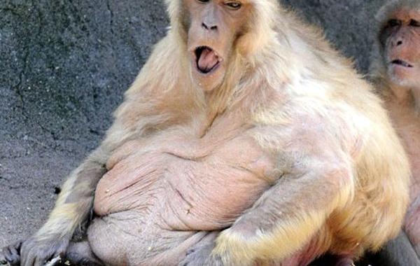 обезьяны родственники человека, доказательства родства человека и обезьяны