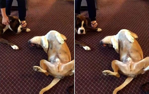 пёс впадает в траур, собака притворяется мертвой