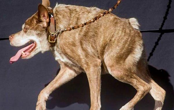 самая уродливая собака в мире 2015, Квази Модо, Quasi Modo, самый уродливый пёс 2015