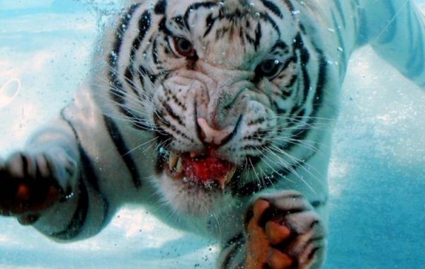 Кормление белого тигра под водой