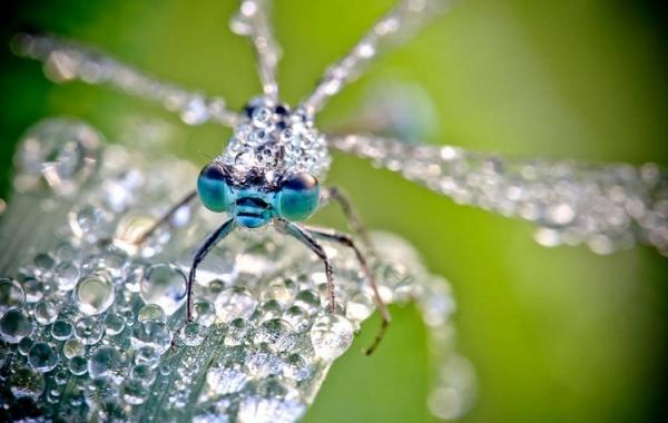 Насекомые в росе, макро, Давид Шамбола