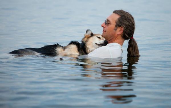 john shoep собака артрит дружба