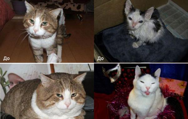 Бездомные кошки в добрых руках