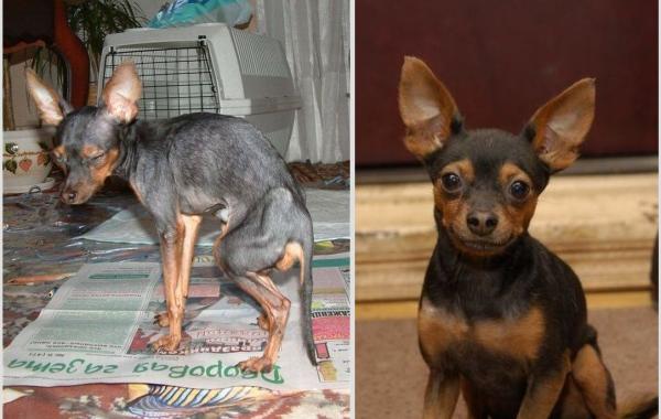 люди, подарившие бездомным собакам новую жизнь, бездомные животные,собаки,до и после