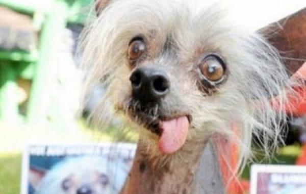 мордашки животные фото смешные