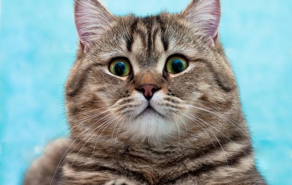 Flickr memberx фотограф милые смешные коты