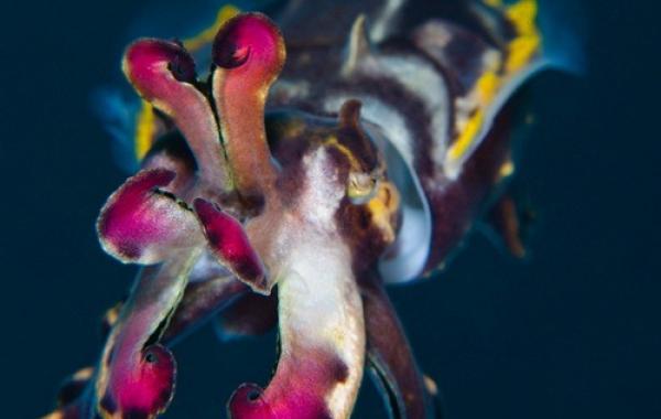 Расписная каракатица 