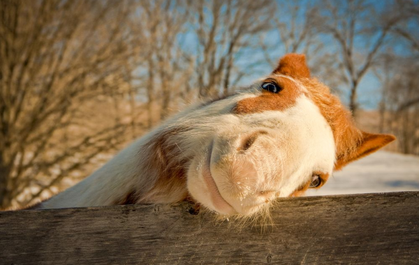 Лучшие фотографии от National Geographic за март 2014
