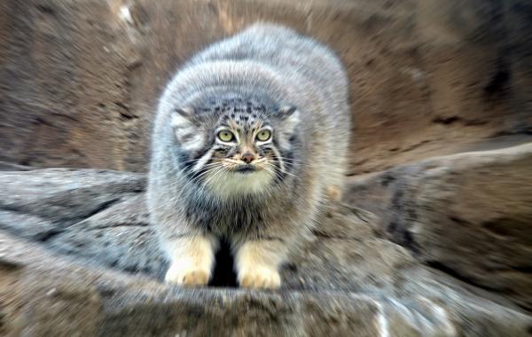 Манул, кот, животные, порода