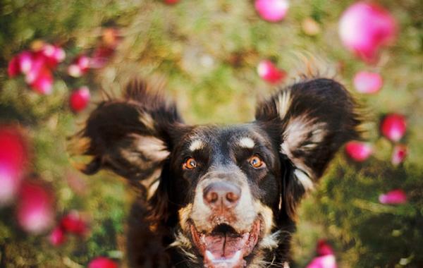 животные, питомцы