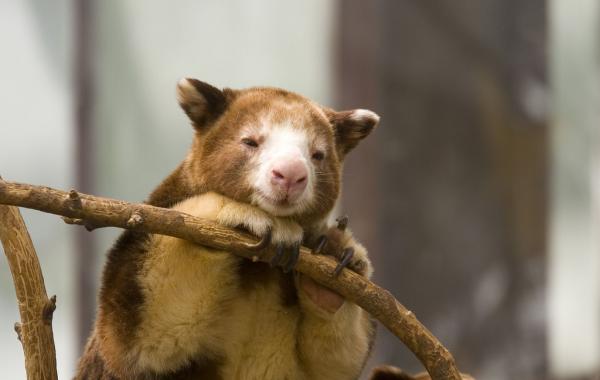 Неизвестные валлаби  древесные кенгуру