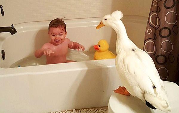 Утка стала няней маленькому мальчику, утка Бика