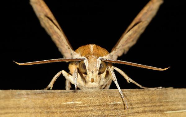 Необычное использование гениталий мотылек бражник