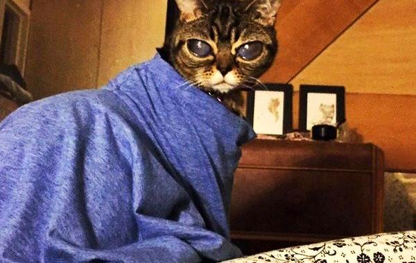 пушистые Чужие, доказательства кот пришелец, кошки пришельцы из космоса