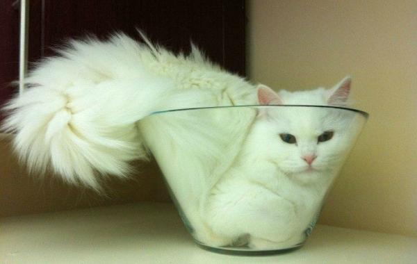 Милейшие котики принимающие любую форму