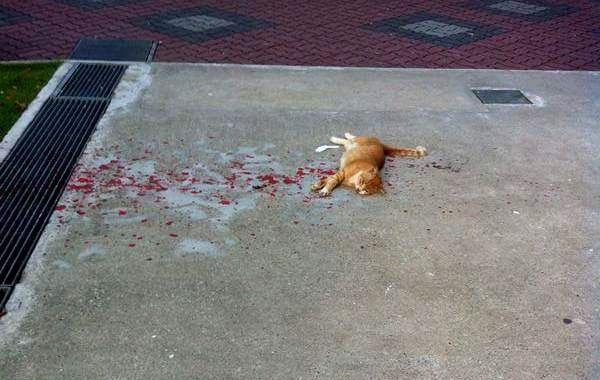 кот лежит в краске, HoneyFlower