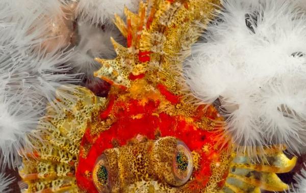 Под водной гладью холодных морей: фантастически красивые подводные фотографии